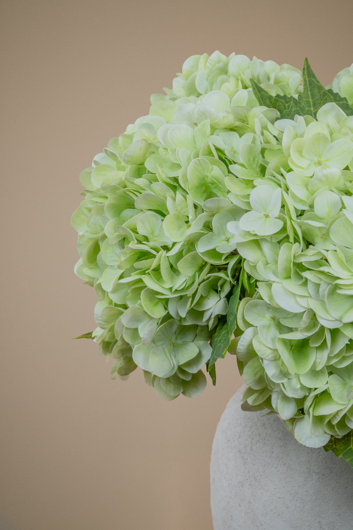 A close-up of a pale green hydrangea flower head with a few green leaves, placed against a warm beige background with part of a light gray vase visible at the bottom right.