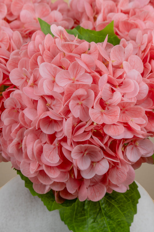 A close-up of a pink hydrangea bloom with layered soft pink petals and green leaves, photographed against a softly blurred neutral background.